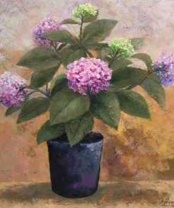 Hydrangea