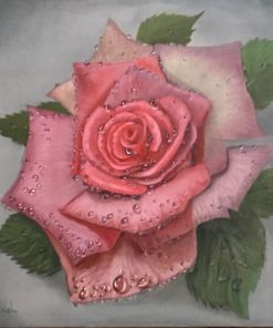 Morning rose